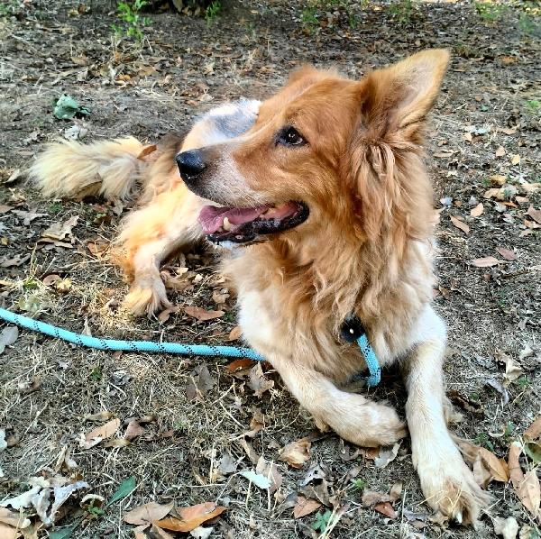 LANA BELLISSIMA PASTORE TEDESCO Foto 7